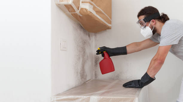 Professional Attic Mold Removal technician working in West Olive, MI