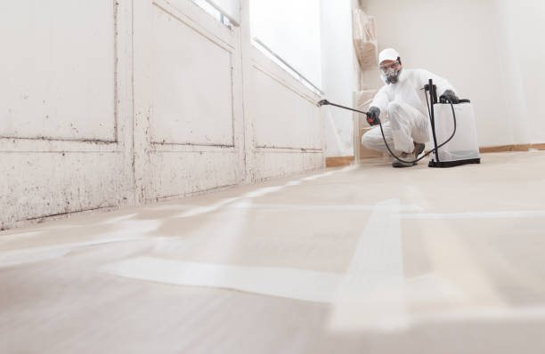 24/7 Emergency Attic Mold Removal experts in West Olive, MI