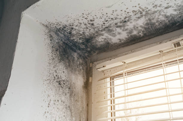 Trusted Attic Mold Removal service in West Olive, MI - Cheap Mold Removal